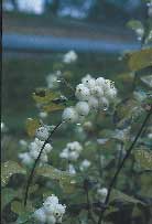 Barnsäker trädgård - Vi i Villa