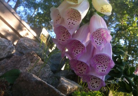 Allt växande är oftast vackert. Och ibland ser det också ut att smaka gott – här är växterna man ska undvika för en barnsäker trädgård.