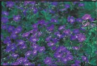 Alltid läge för perenner - Vi i Villa