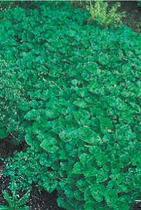 Alltid läge för perenner - Vi i Villa