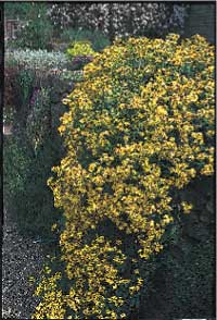 Alltid läge för perenner - Vi i Villa