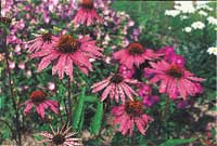 Alltid läge för perenner - Vi i Villa