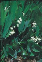 Barnsäker trädgård - Vi i Villa