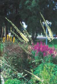 Alltid läge för perenner - Vi i Villa