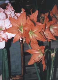 Amaryllis från november till vår - Vi i Villa