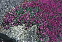 Alltid läge för perenner - Vi i Villa