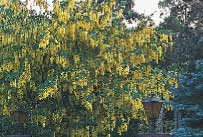 Barnsäker trädgård - Vi i Villa