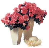 AZALEAN sprider både julstämning och vårglädje - Vi i Villa