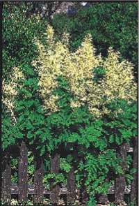 Alltid läge för perenner - Vi i Villa