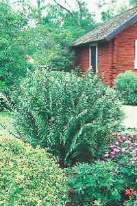 Alltid läge för perenner - Vi i Villa