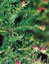 Barnsäker trädgård - Vi i Villa