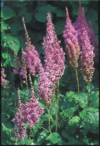 Alltid läge för perenner - Vi i Villa