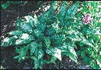 Alltid läge för perenner - Vi i Villa