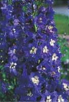 Alltid läge för perenner - Vi i Villa