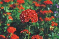 Alltid läge för perenner - Vi i Villa