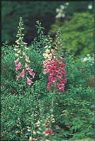 Barnsäker trädgård - Vi i Villa