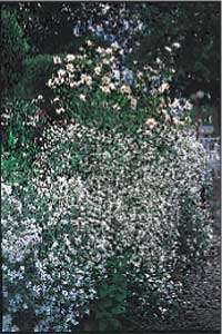 Alltid läge för perenner - Vi i Villa