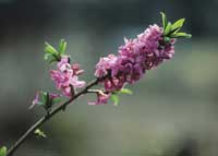 Barnsäker trädgård - Vi i Villa