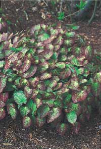 Alltid läge för perenner - Vi i Villa