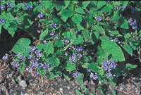 Alltid läge för perenner - Vi i Villa