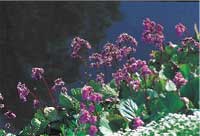 Alltid läge för perenner - Vi i Villa