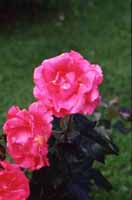 Älskade rosor! - Vi i Villa