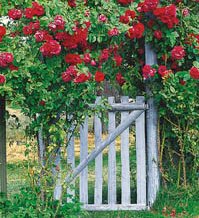 Rosenpärlor för alla - Vi i Villa