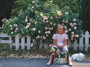Rosenpärlor för alla - Vi i Villa