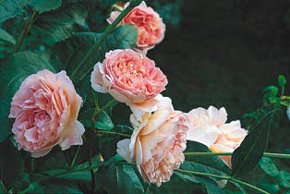 Gräv djupt och se till att dräneringen är mycket god. Sen kommer din ros växa vilt och vackert!