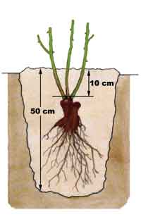 Så här planterar du rosor - Vi i Villa