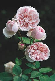 Rosenpärlor för alla - Vi i Villa