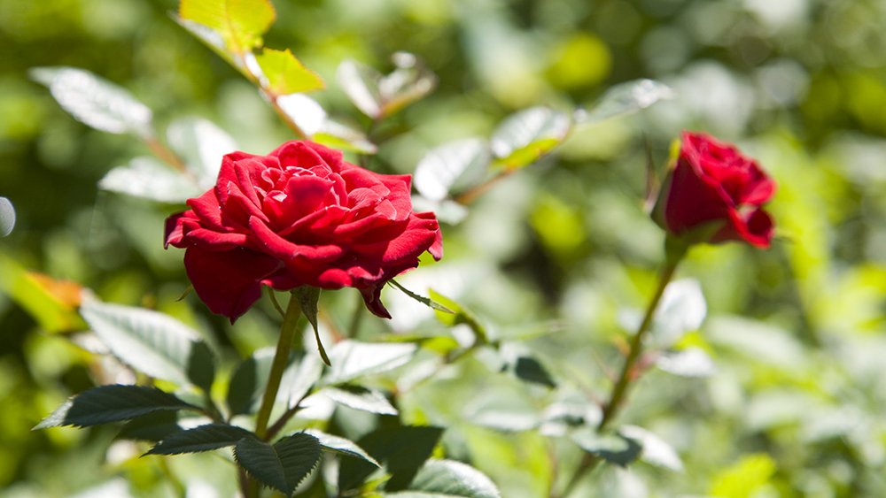 Rosor är älskade, blomvilliga trädgårdsfavoriter men vållar bekymmer.  Löss på rosor är vanligt, men lätt att bekämpa. Svampsjukdomar som  svartfläcksjuka, mjöldagg och rosrost är däremot mer allvarligt.