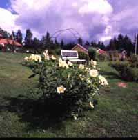 Älskade rosor! - Vi i Villa