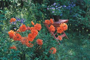 Glamorös vallmo - Vi i Villa