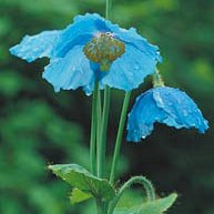 Glamorös vallmo - Vi i Villa