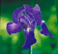 Iris – superstjärnan för hopplösa lägen - Vi i Villa