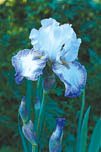 Iris – superstjärnan för hopplösa lägen - Vi i Villa