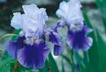 Iris – superstjärnan för hopplösa lägen - Vi i Villa