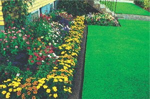 Så får du Sveriges vackraste gräsmatta - Vi i Villa