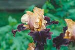 Iris – superstjärnan för hopplösa lägen - Vi i Villa