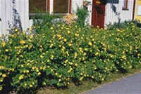 12 häckar för alla tomter - Vi i Villa