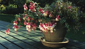 Trolsk trädgård med förföriska fuchsior - Vi i Villa