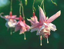 Trolsk trädgård med förföriska fuchsior - Vi i Villa