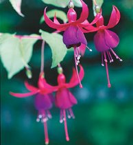 Trolsk trädgård med förföriska fuchsior - Vi i Villa