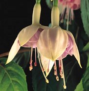 Trolsk trädgård med förföriska fuchsior - Vi i Villa