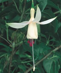 Trolsk trädgård med förföriska fuchsior - Vi i Villa