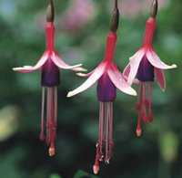 Trolsk trädgård med förföriska fuchsior - Vi i Villa