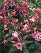 Trolsk trädgård med förföriska fuchsior - Vi i Villa