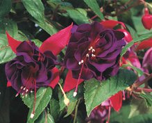 Trolsk trädgård med förföriska fuchsior - Vi i Villa