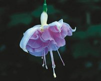 Trolsk trädgård med förföriska fuchsior - Vi i Villa